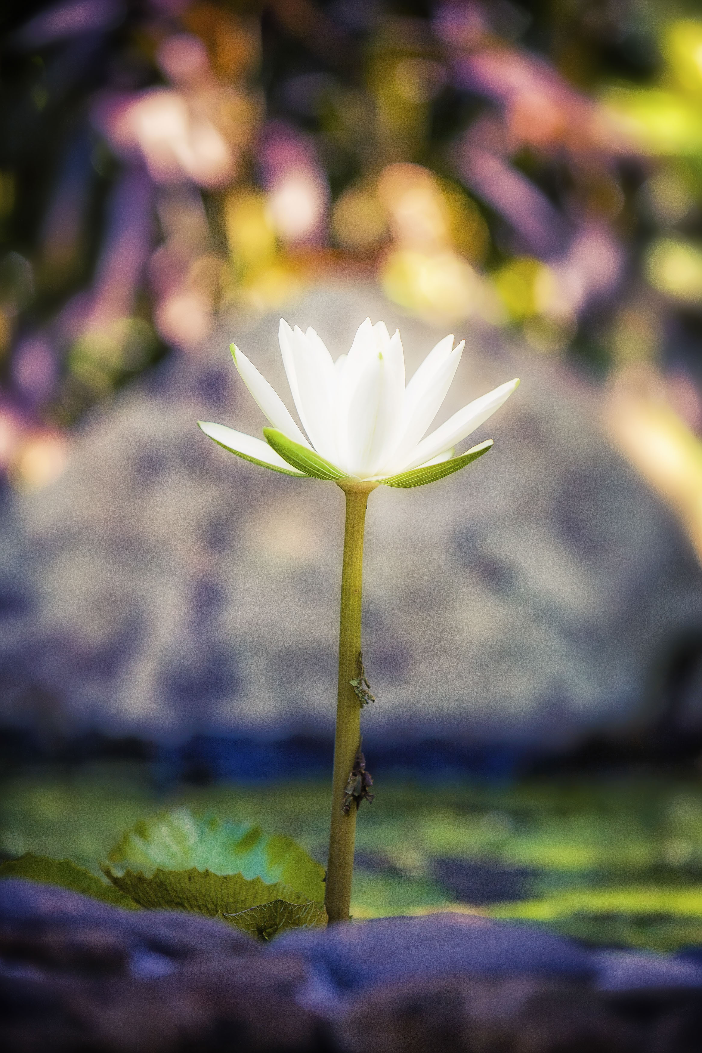 Lotus flower