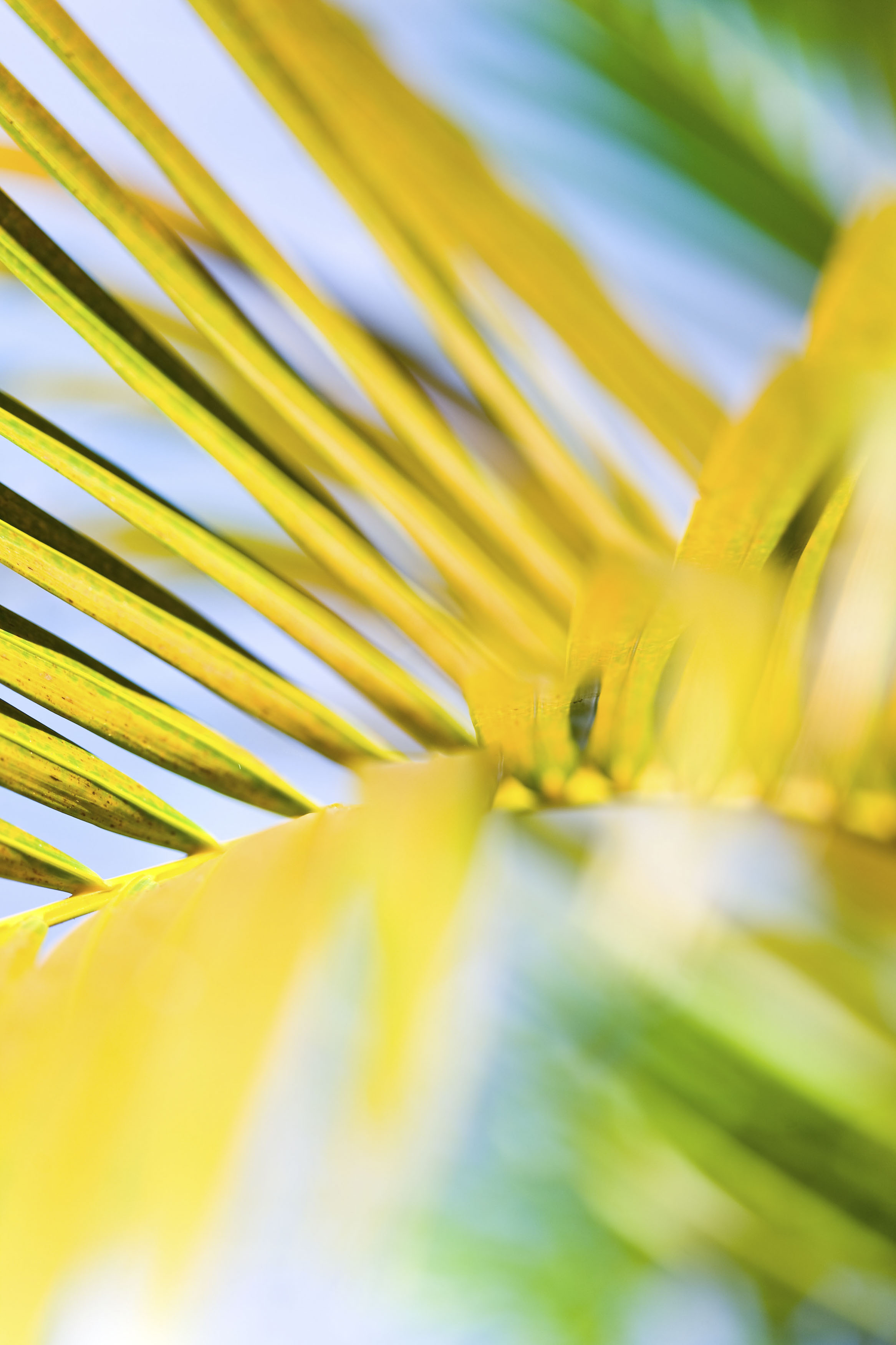 Yellow palm leaf