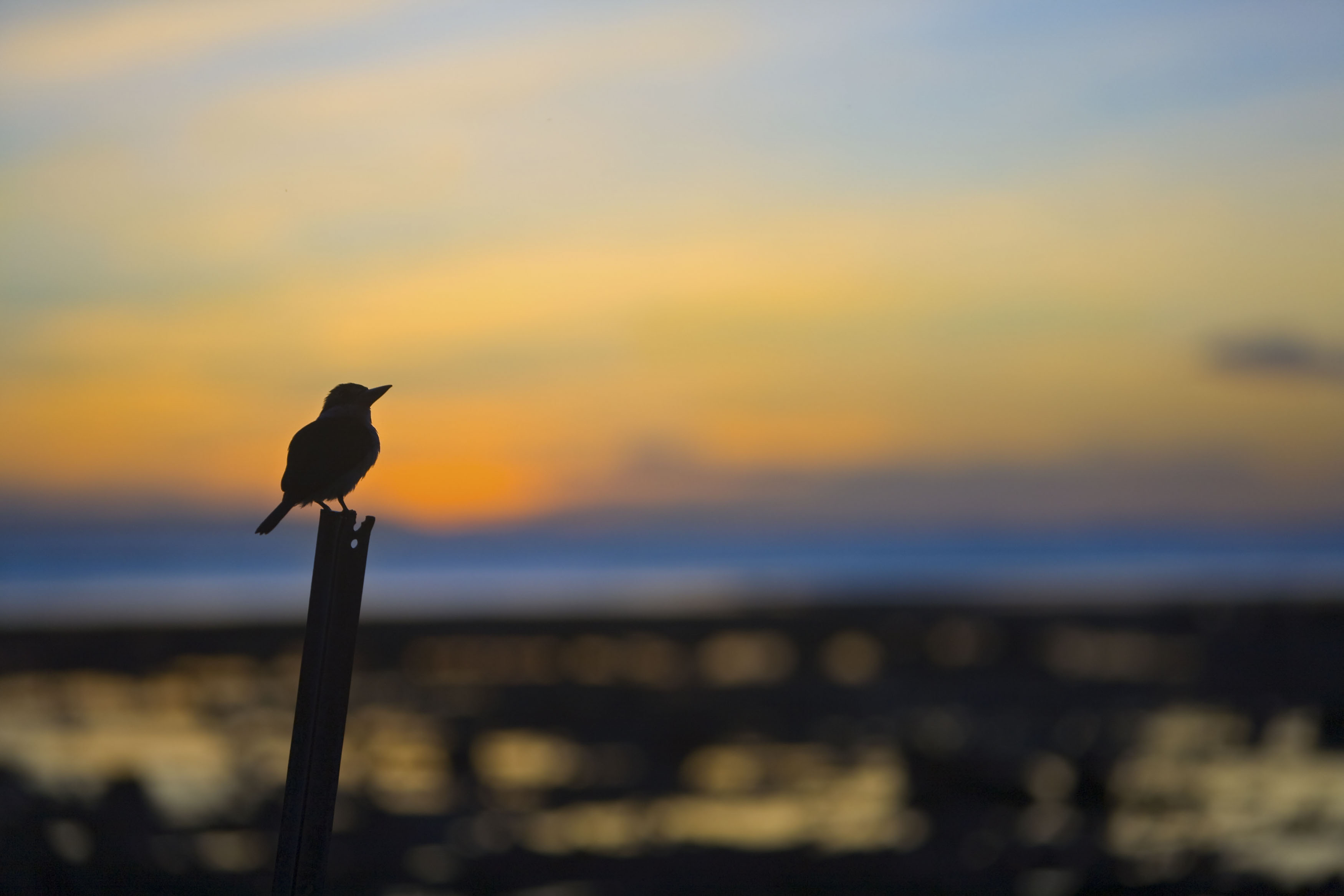 Bird at sunset