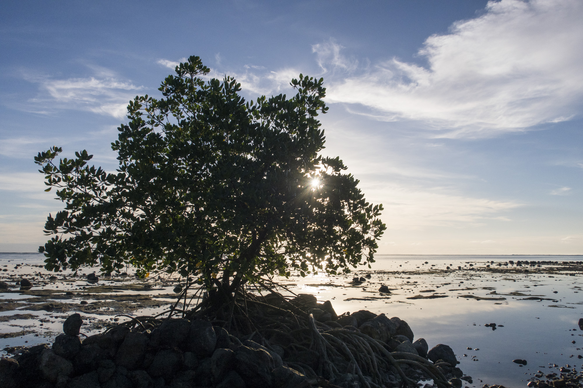 Tree by shoreline