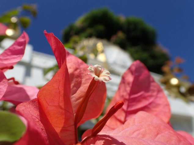 Flowers by The "Brightness" Gates