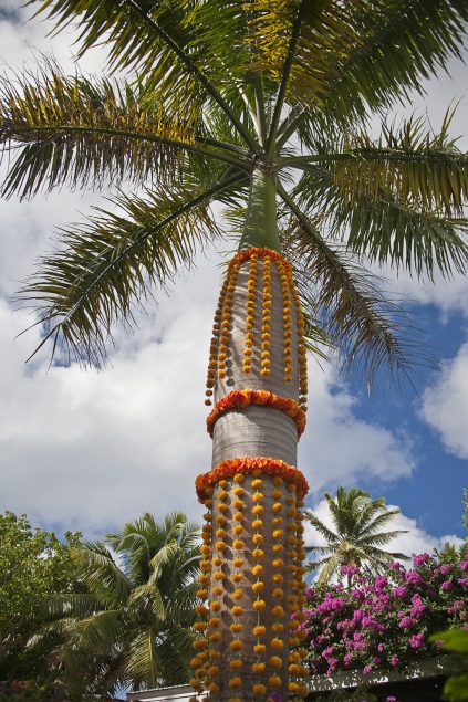 Palm tree adorned with flower garlands