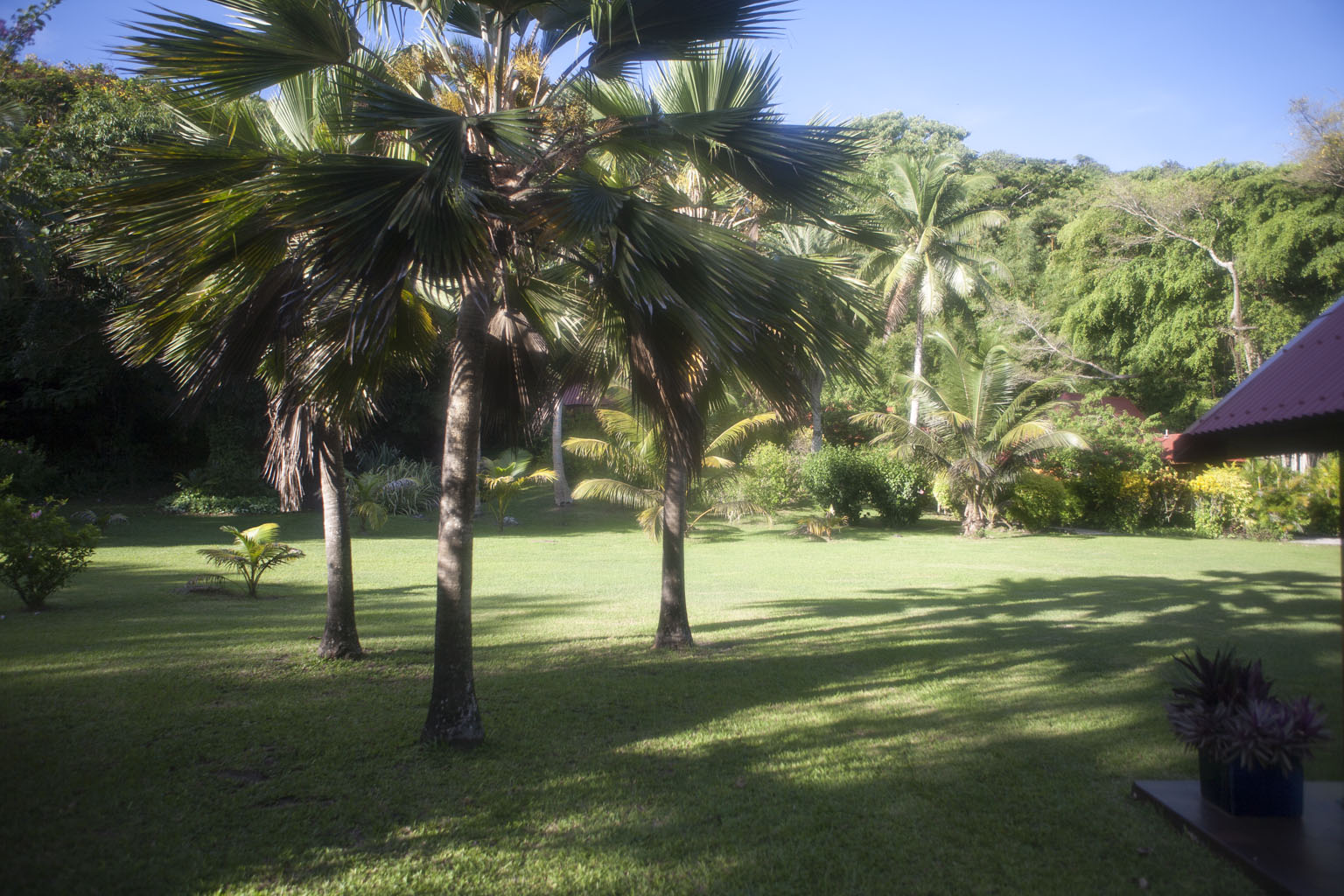 Lawn with palm trees