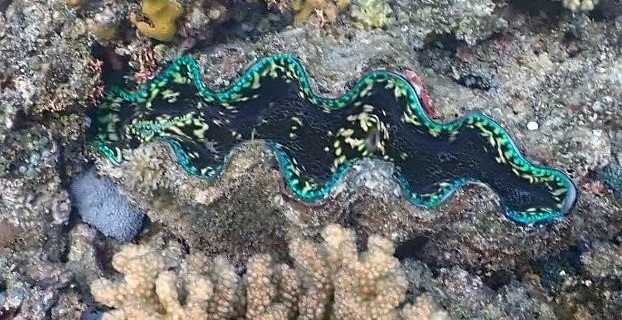 A giant clam on the Naitauba Reef.