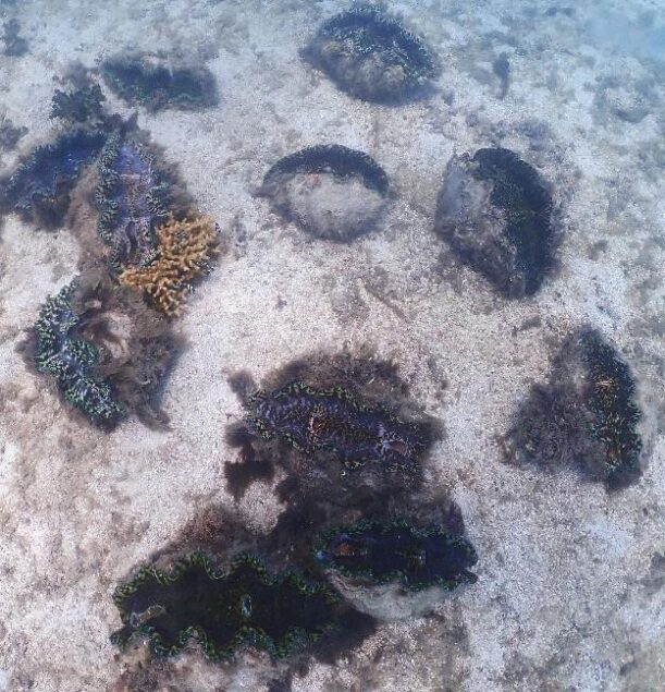 An eleven-clam cluster on the Naitauba Reef.