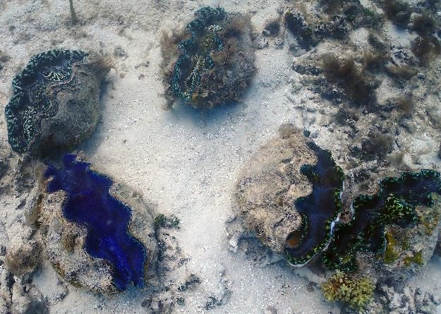 A five-clam cluster on the Naitauba Reef.