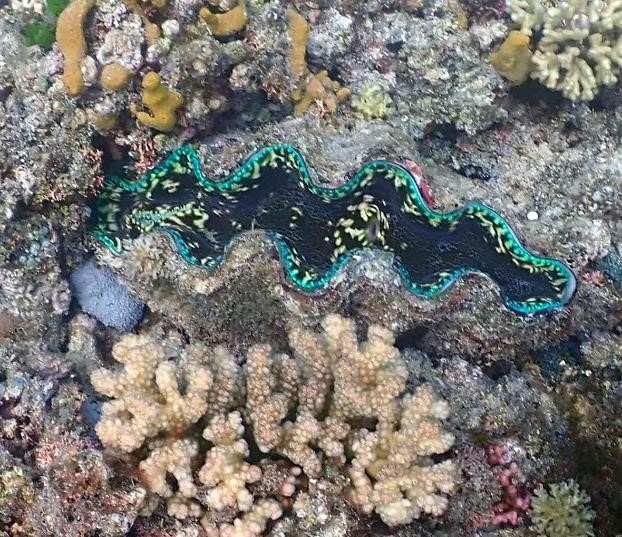 A giant clam on the Naitauba Reef.